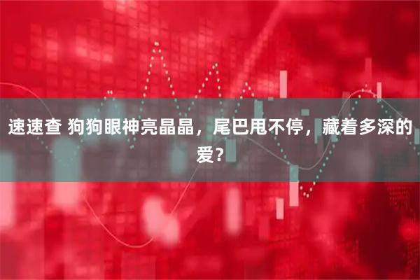 速速查 狗狗眼神亮晶晶，尾巴甩不停，藏着多深的爱？