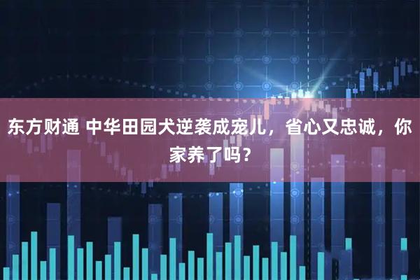 东方财通 中华田园犬逆袭成宠儿，省心又忠诚，你家养了吗？